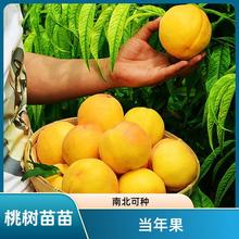 桃树果苗当年结果南方北方种植特大桃子树早熟水蜜桃嫁接冬桃树苗