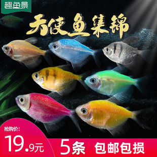 天使鱼 彩色鱼热带鱼观赏鱼淡水 小型鱼活体彩虹鱼灯科鱼好养易活-阿里巴巴