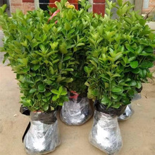北海道冬青黄杨树苗庭院植物耐寒四季常青绿化苗木花卉篱笆专用苗