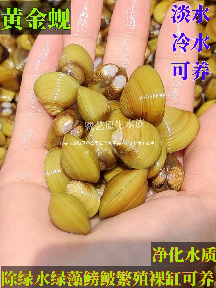 Пресноводные живые ракушки для декора аквариума и борьбы с водорослями.