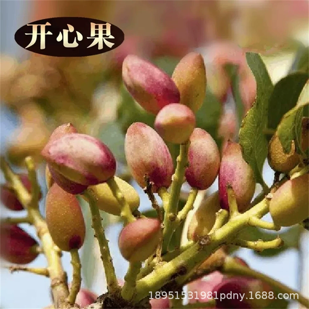 Фисташковые рассады фисташковых горшков Посадка фруктов Привитые рассады в Южном и Северном Китае