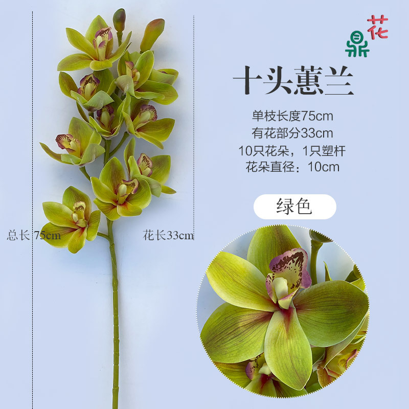 10 cymbidium cymbidium 녹색