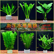 �~���b��쾰������ˮ��ֲ��ˮ�����к󾰾G����������ײͺÿ�