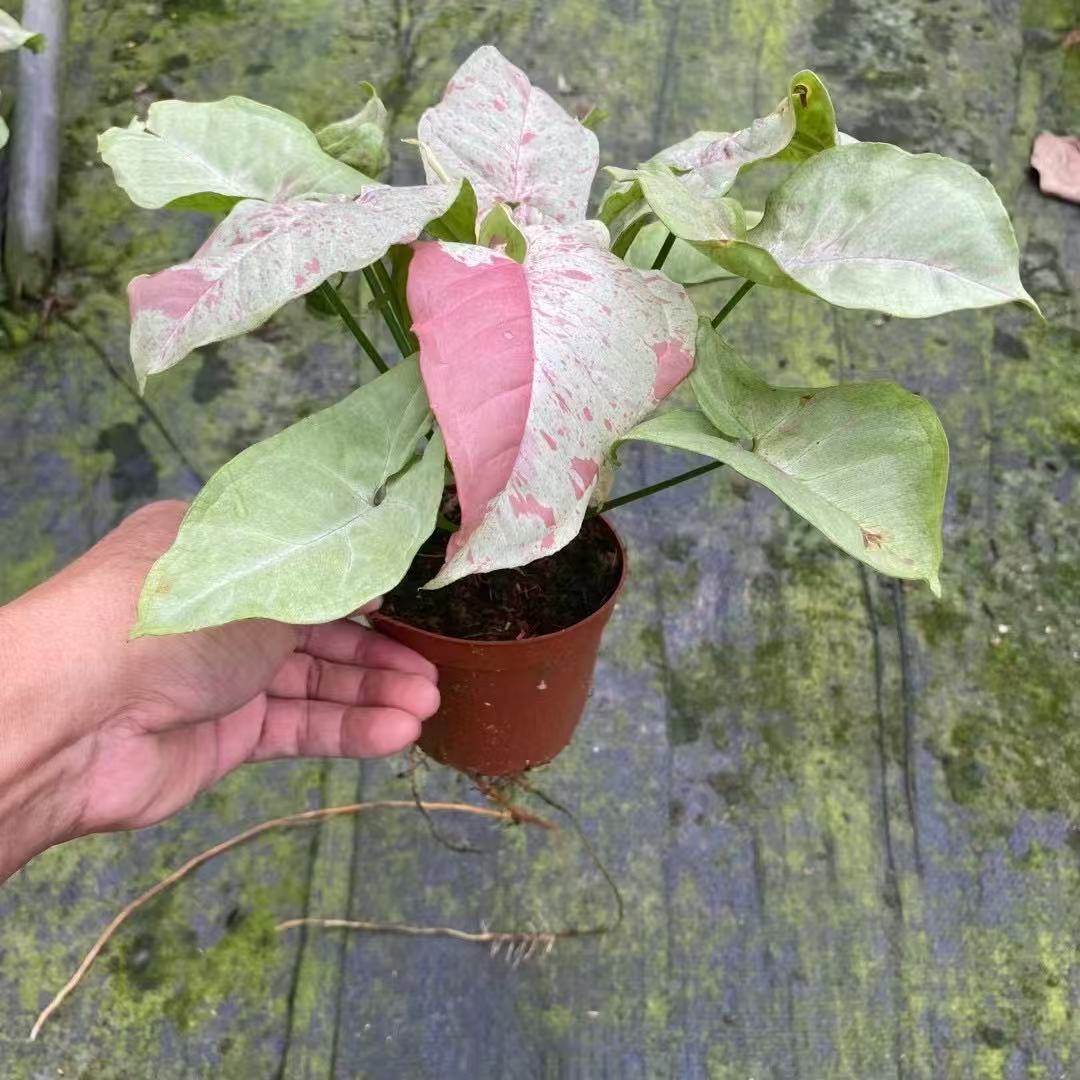 4a29ab761904a1d5f485a1325ae644