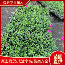 �Wʯ����ľ�������l �@���^�p�G�����ܚWʯ����ľ �Wʯ��Ѩ�P��