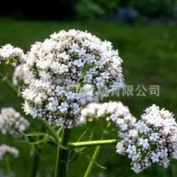供应蒂斯特缬草精油 Valerian oil,CAS:8008-88-6缬草油