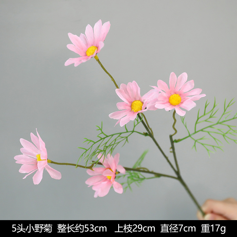 야생 국화의 머리 5 개