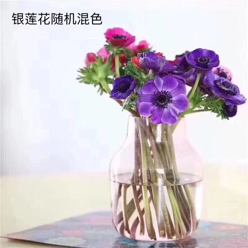 [银莲花]枝条好 花期长 昆明鲜花批发 基地现采直供 百搭鲜切花
