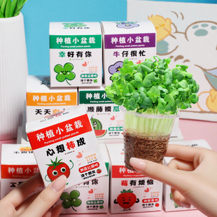 Greenhouse Plant Blind Box Small Potted Plant Kindergarten Opening Gift Indoor Planting Flower Seeds Desktop Green Plant Potted Plant