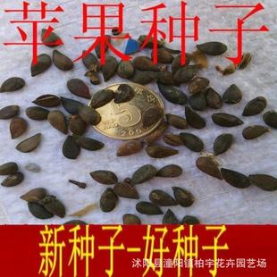 �O���N�ӹ������O����N�Ӽ޽Ӽt��ʿ����O������ɽ���������