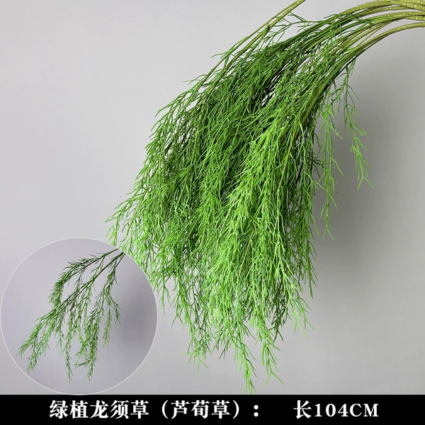 Green plant asparagus, asparagus