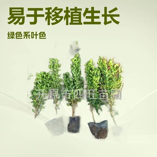 �½����ɸ��C���ĳ��r�S�� С�^�e�����S�WУ�tԺС�~�S��������