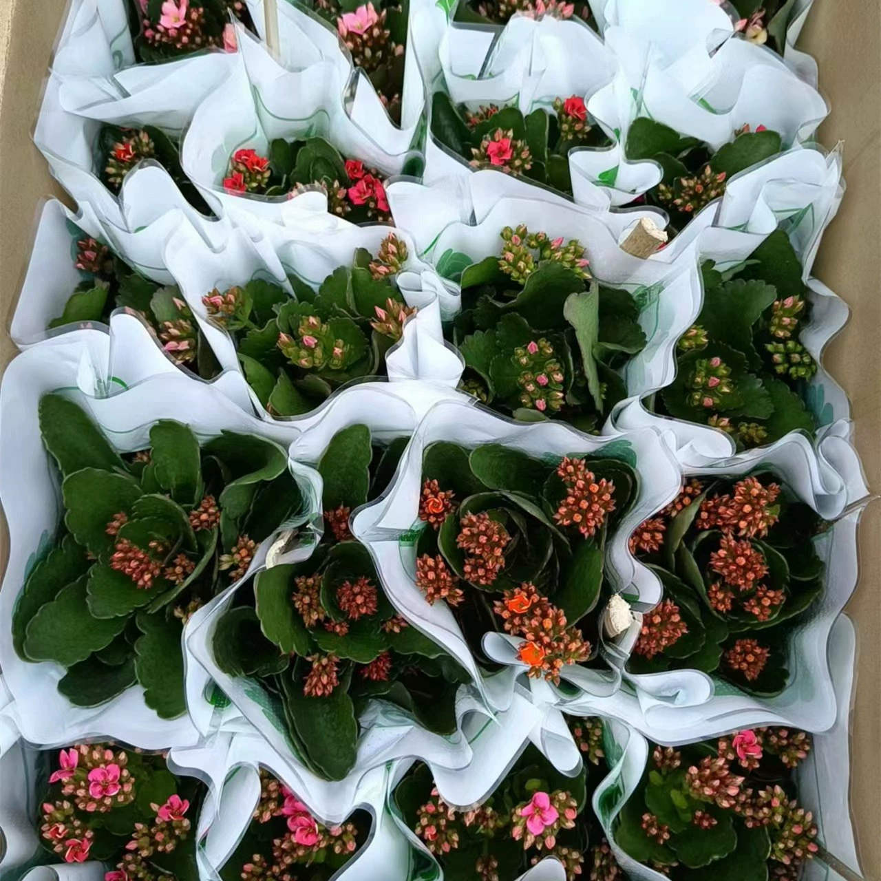 110 # одиночный цветок долголетия в горшке большой цветок одиночный цветок с доставкой бутонов балкон Комнатные цветы и растения Начинающий хороший