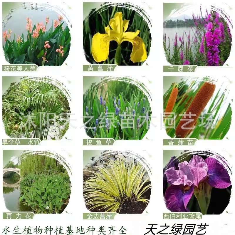 千屈菜种籽水生植物花卉黄菖蒲香蒲再力花鸢尾花籽芦苇美人蕉种子