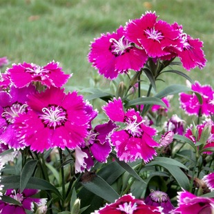 �Wʯ�񻨷N�������ʯ��N��ƺ����ʯ��������ʯ������