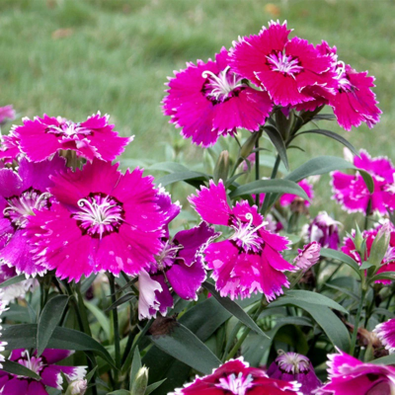Европейский Dianthus цветок семена Первый поцелуй Красочные Семена Dianthus Пинг Чанг Ся Dianthus цветок семена Американский Dianthus цветок горшок растение