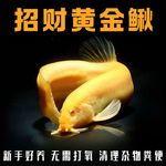 黄金泥鳅冷水观赏鱼招财黄金泥鳅鱼缸清洁工具鱼清道夫好养耐活鱼