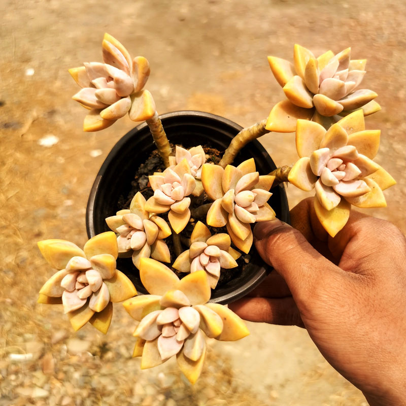 보라색 안개 전체 더미 10cm+