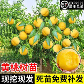 黄桃树苖桃树果苗嫁接苗冬桃北方果树油桃子树南方种植桃苗特大苗