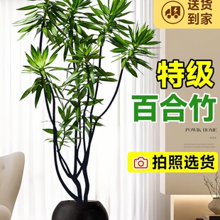 �ٺ���͏d�Gֲ�����Ϙ����҃��滨��լֲ�������p��