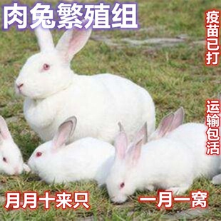 �������û����������ӻ��w�����绨���ü��B���L15��ɷ�ֳ