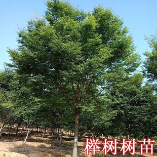 �������l �t�Θ�С���� �t����t�~�Θ�С�~�Θ����֘���Θ���ľ