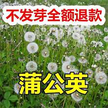 Ұ���ѹ�Ӣ�N�ӷN���ļ����Ŷ��N�ݴ��ﶬ���Nֲș�������߲����