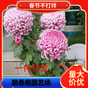 һ�����l�ļ��ջ����ջ�С�ջ�����ƹ�Ҿպ��m��ʳ�þջ�����B