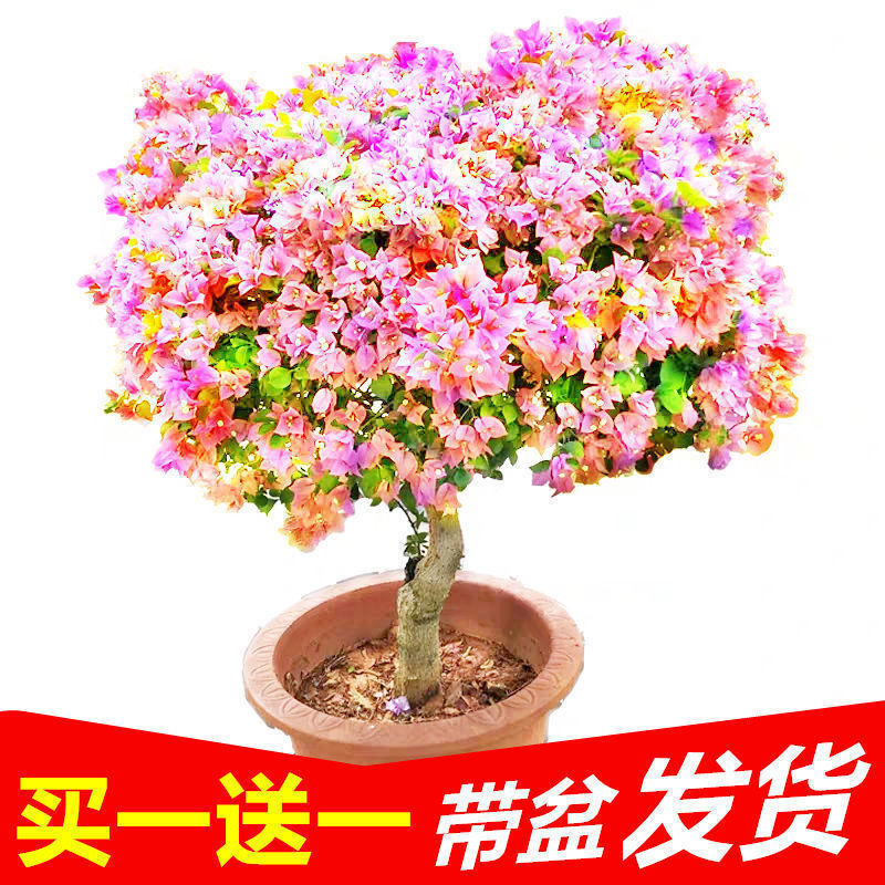 컬러 4호 [강한 향] 6년생 모종 [1개 구매시 1개 증정]