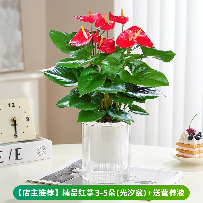 [핫한 신제품] 꽃이 달린 프리미엄 안스리움 + 광조수분지 + 영양액