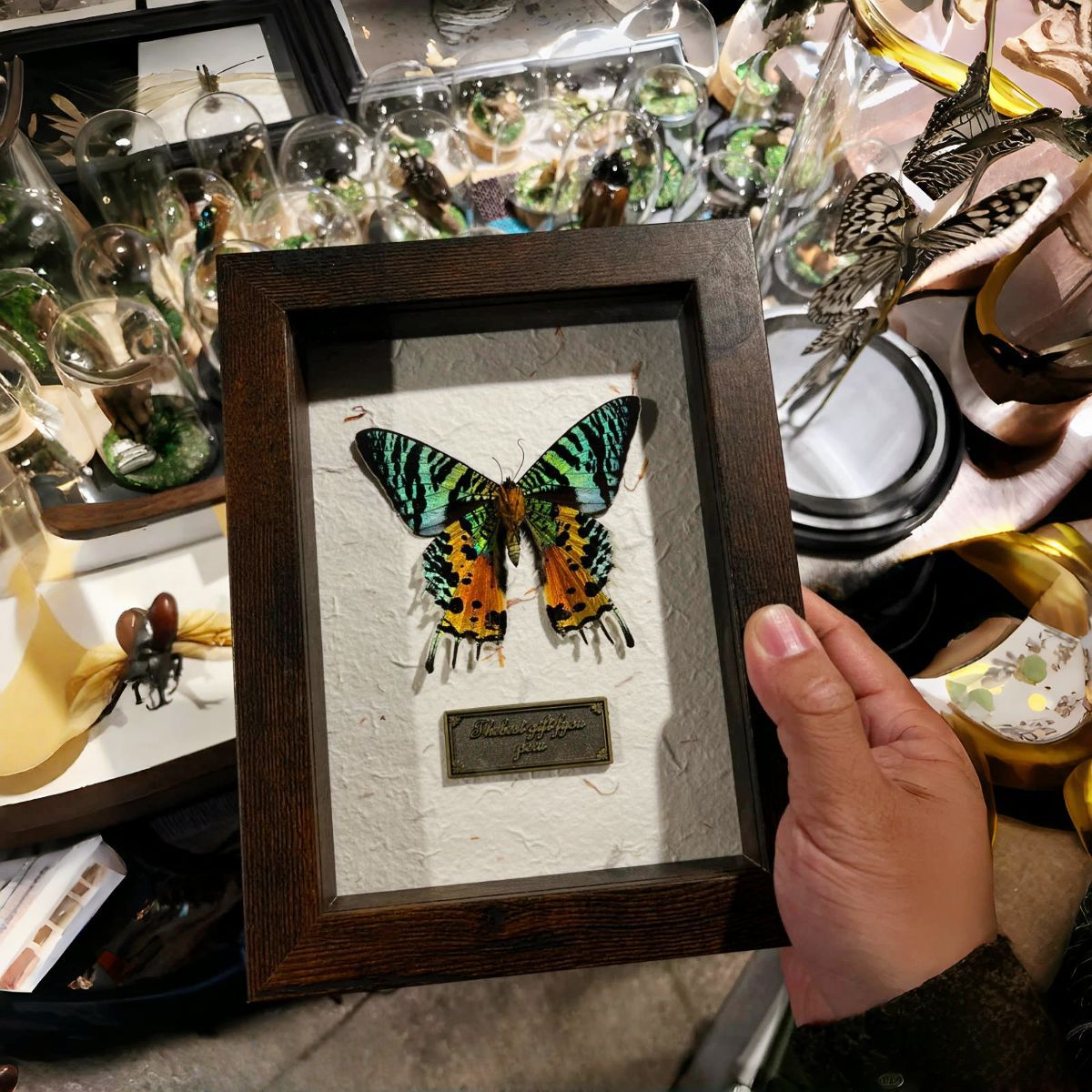 中空相框玻璃立体蝴蝶昆虫标本框轻奢高级感复古摆台自装裱展示框
