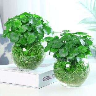 �~�X���҃����Ի��ܾGֲ�ײ��辰���X�ݾG�}���m�����՚�ˮ��ֲ��