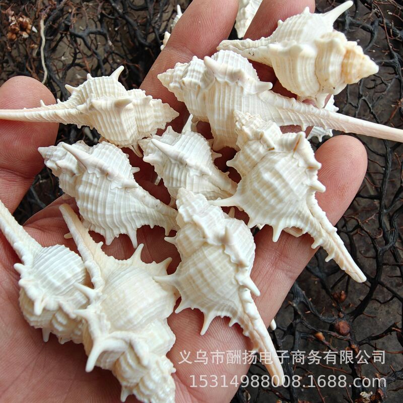 Natural Shell Conch Handmade Material DIY White Long-Studded Conch Witch Bone Conch Shooting Props Fish Tank Decoration
