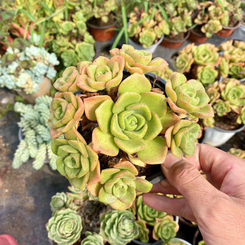 릴리릴리 통나무 10cm+