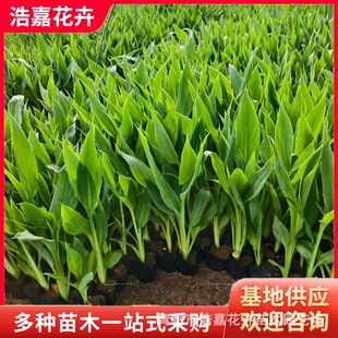 �t�����˽�С���������ݻ��� ���~���˽���������Nֲˮ�����˽�