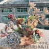 Multi-port old root and succulent pot—B45
