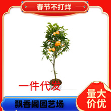 ������ľ�҃����ԾGֲ��������^�p �����辰 �̽��辰 ���Ә���