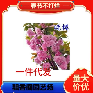 一件代发樱花树苗日本樱花苗晚樱当年开花嫁接好的园林植物风景树