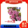 樱花日本开花嫁接樱花苗