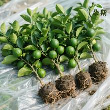 ˮʘԙʘʳų̀҃BܾGֲWt