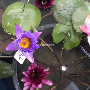 ���u��˯ɏ���K˯ɏ�����oˮ��ֲ�����������ɏˮ�غɻ�˯ɏ�N��