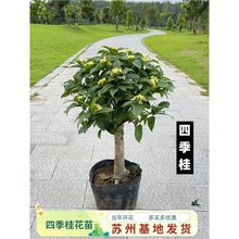 ļ԰Ԙ𻨘ֲﾰ҃Ȼ܎̨ͥԺ¹