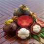 泰国种植地栽无籽果树苗