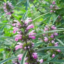 中药材种子 益母草种子 茺蔚子纯新益母草籽 籽种秧苗 可做芽苗菜