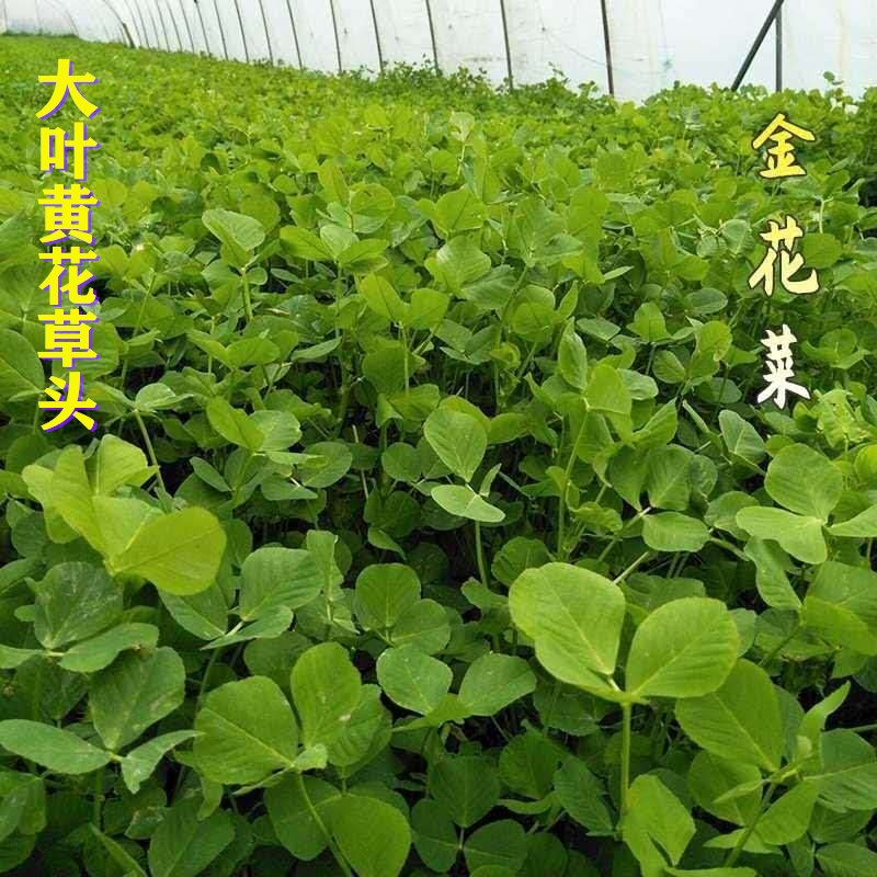 金花菜草头种子三叶秧草大叶黄花菜苜蓿上海特产母齐头新鲜草头籽-阿里巴巴