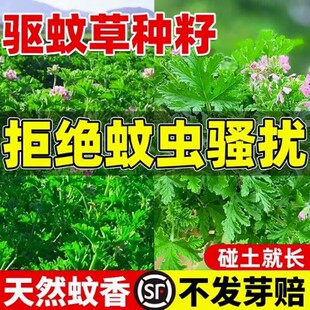 ��òݻ��N����ͥԺ�҃����̨�ļ����N�_�������_�ձ�����x