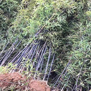 Purple Bamboo Seedlings, Green Bamboo Garden Bamboo Seedlings, Northern Cold-Resistant Saplings, Golden Bamboo, Evergreen Bamboo Plants for Greening in All Seasons