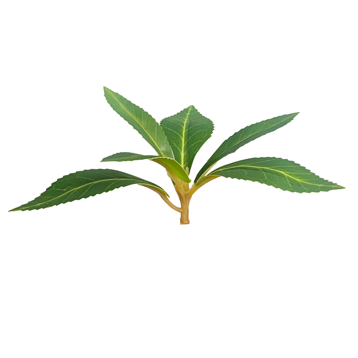 마주이무 단일 잎