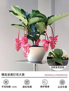 ֲ��ɏ�����Ի����҃����绨�茣ֲ�L�����߶�INS�t�G������W��
