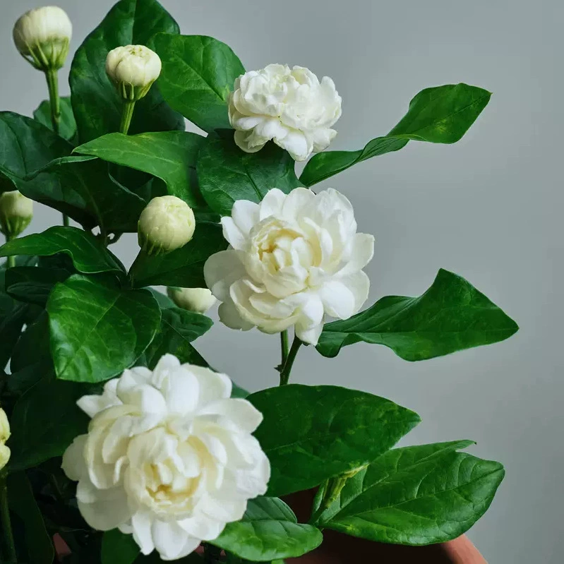 Голова тигра Жасмин оптом большой цветок Ароматный жасмин в горшке комнатное цветочное растение очищенный воздух с доставкой бутонов